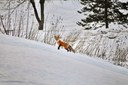 fox in snow.jpeg