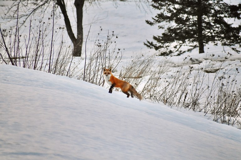photo of a fox in the snow by patron Kevin L.