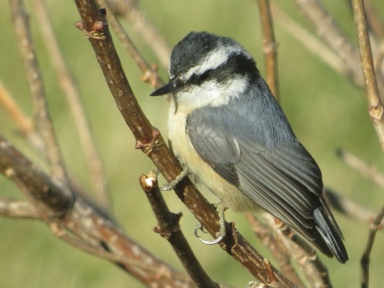 photo of a red breasted nuthatch sitting on a tree branch by patron Emma P.