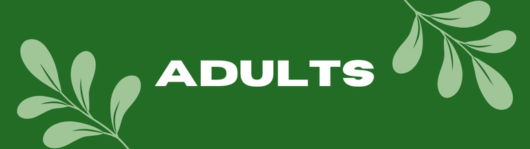 Adults Home Header Final.png