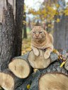 cat on a log.jpeg