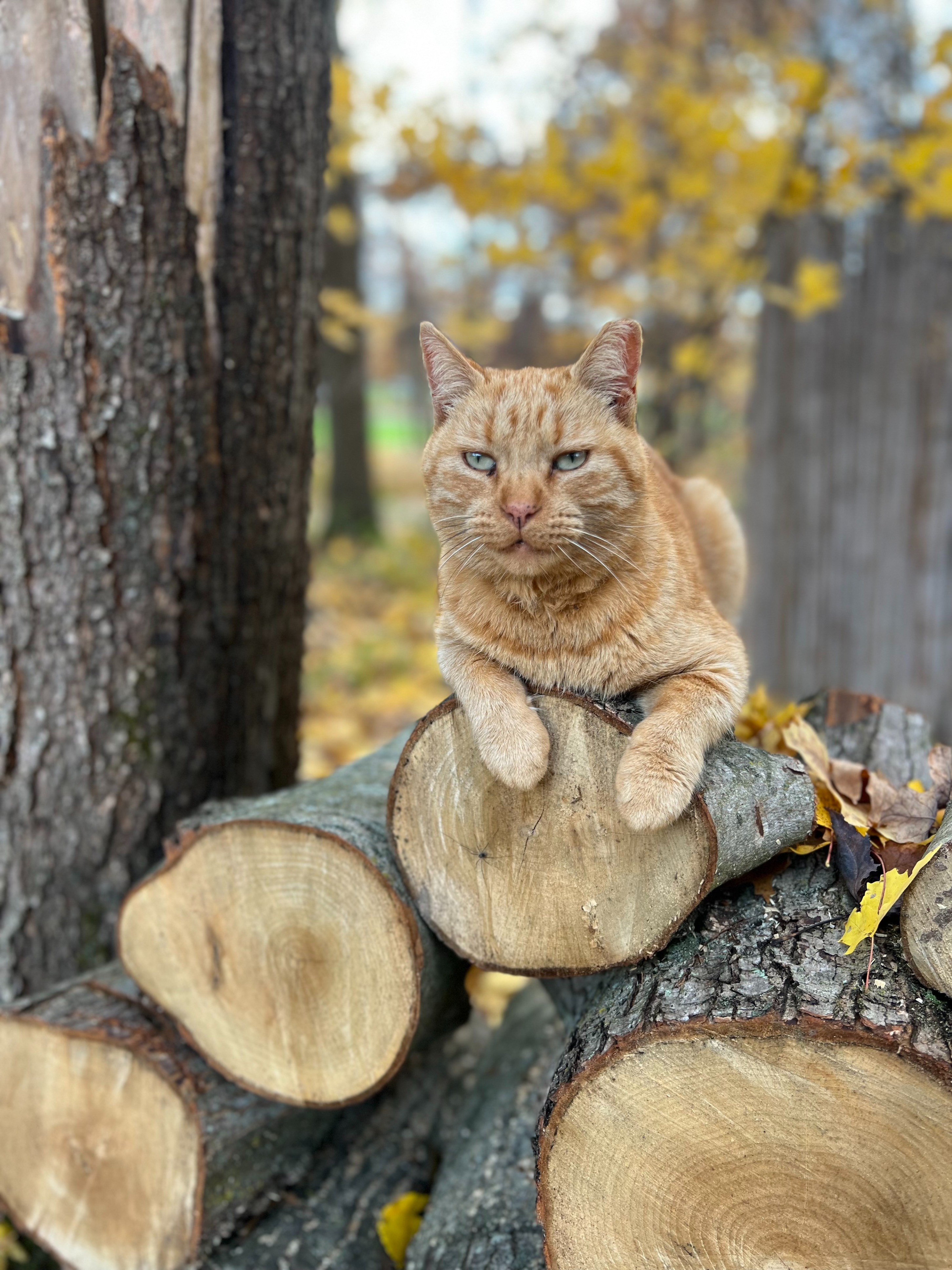 cat on a log.jpeg