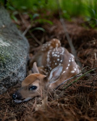 Unexpected Visitor by Josh K.