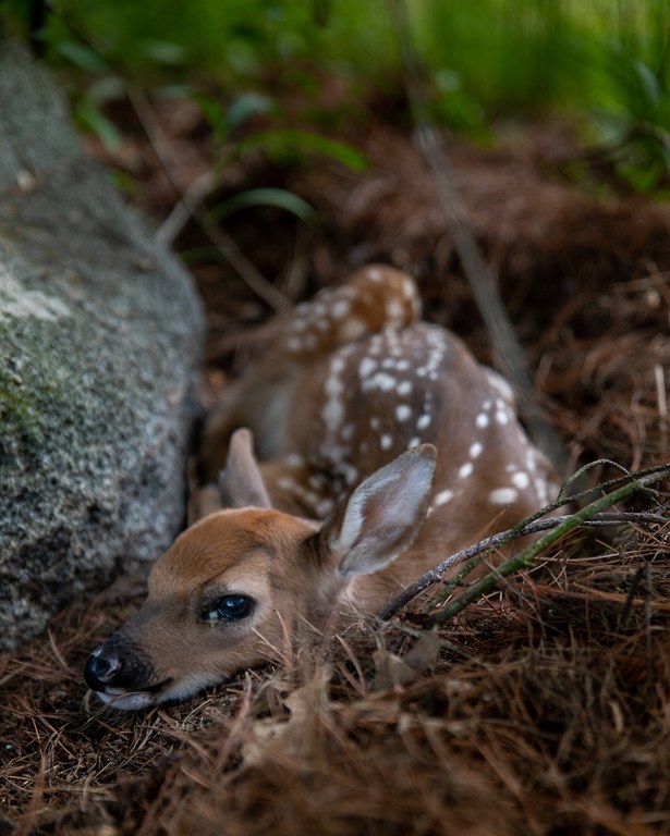 Unexpected Visitor-Josh.jpg